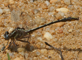 Lancet Clubtail
